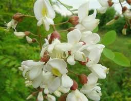 fiore di acacia