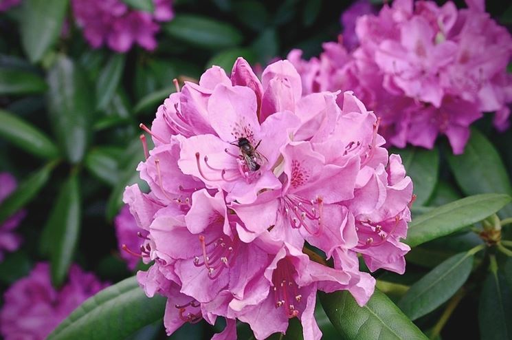 fiore rododendro